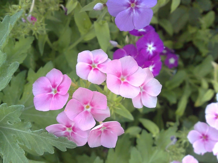 a small pink flower next to another purple flower