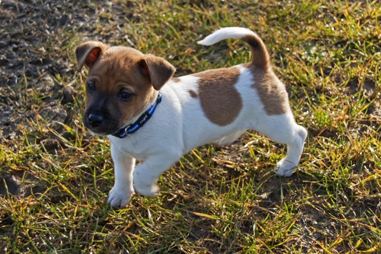 there is a little puppy standing in the grass