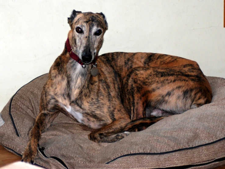 a large brown dog laying on top of a pillow