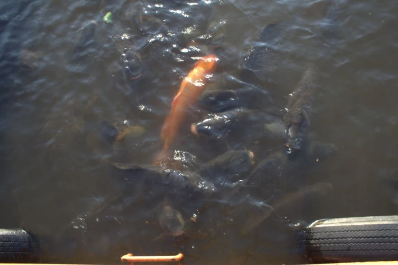 a flock of fish swimming near some water