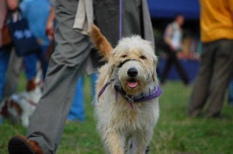 a dog with a leash on walking in the grass