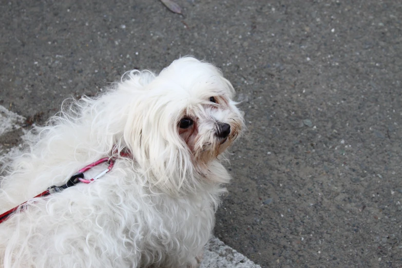 a dog is sitting on the sidewalk looking up