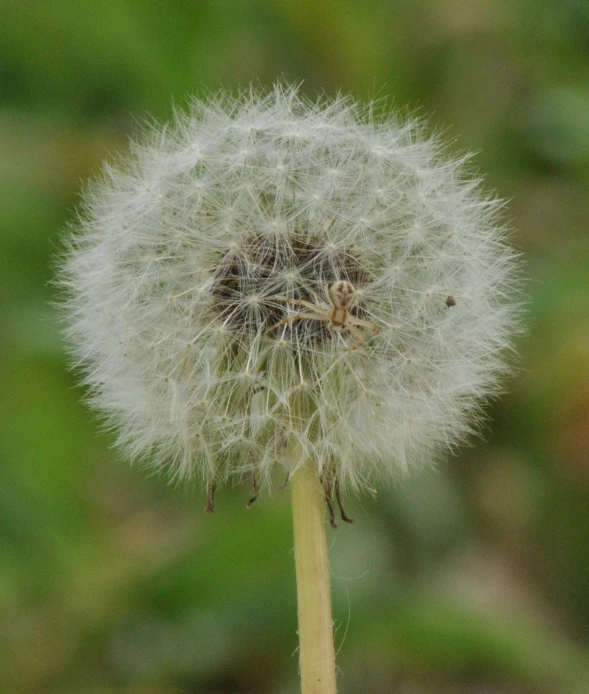 a close up of the seeds of a dandelion
