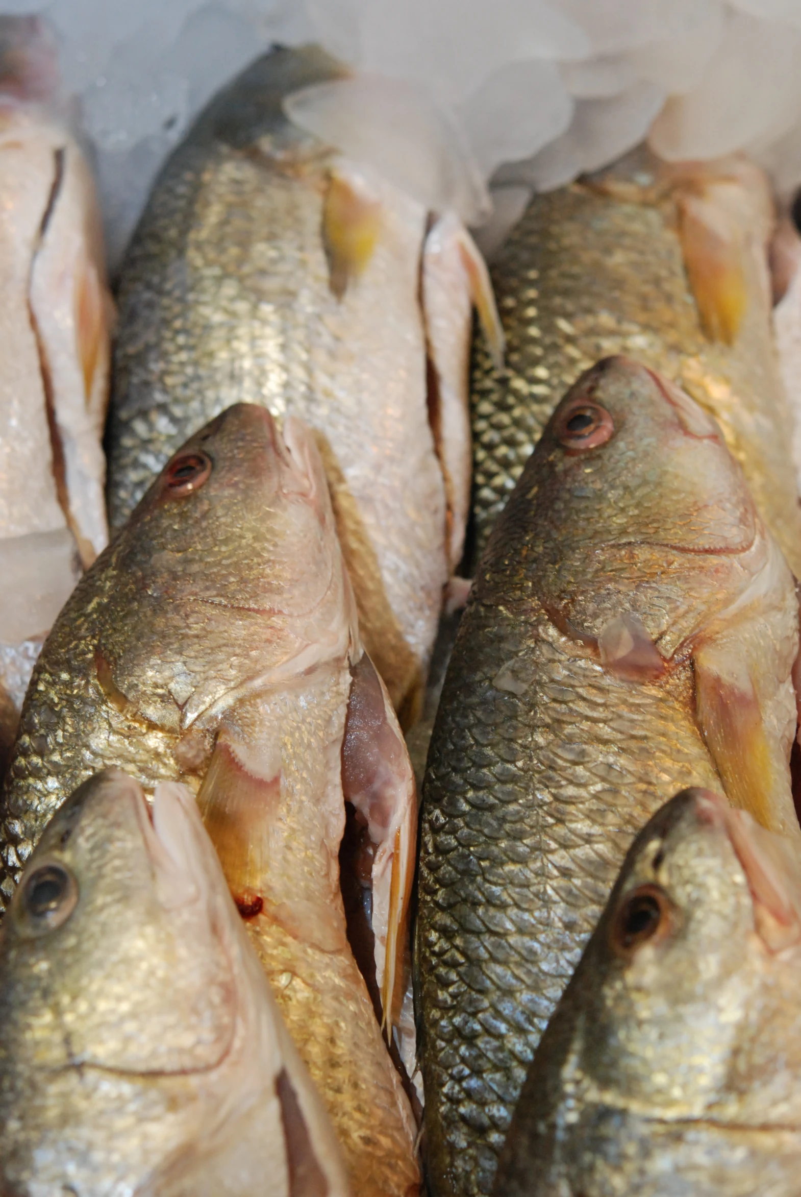 a group of fish sitting next to each other