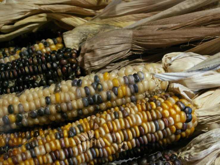 closeup po of an uncooked corn on the cob