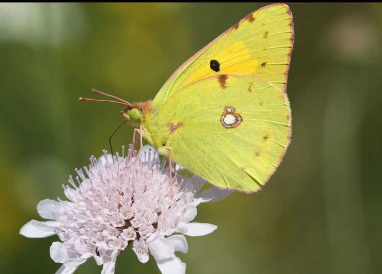 there is a erfly that is sitting on the flower