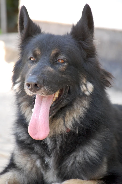 a black dog sitting and panting with its tongue hanging out