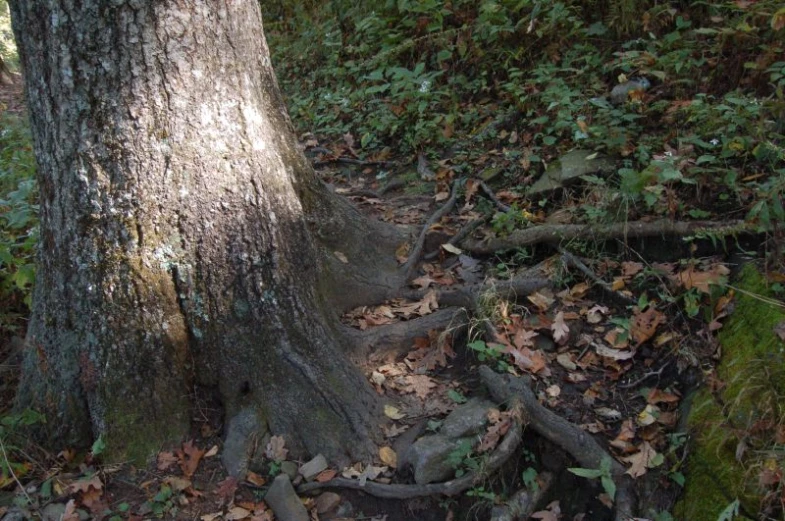 tree root next to dirt path with large amount of foliage around it