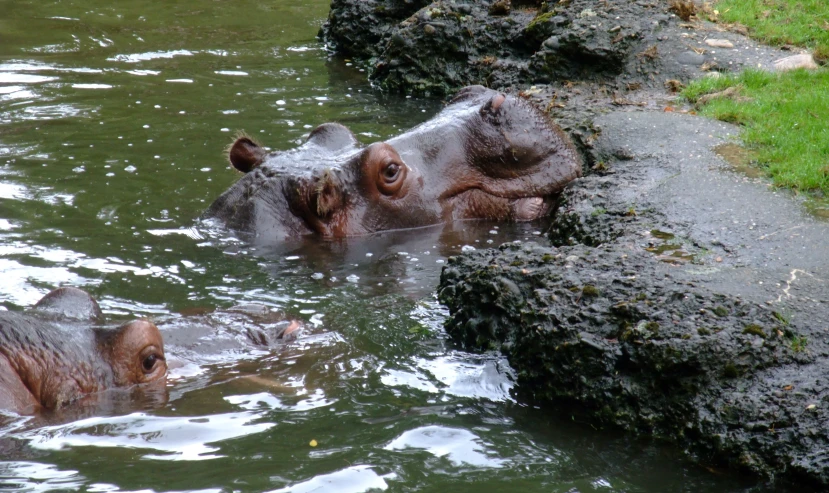 a hippo is standing in the water, looking out from behind a log