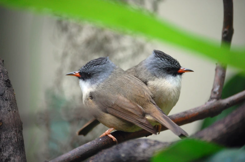 two birds are perched on a nch together