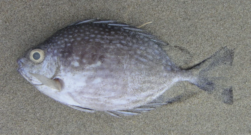 a fish with one eye on its back sitting in the sand