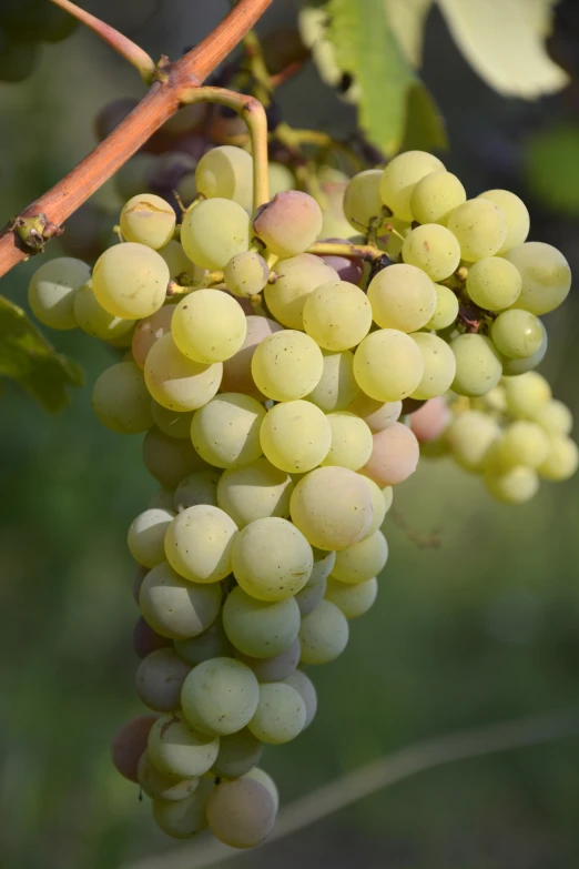 close up of several bunches of white gs on the vine