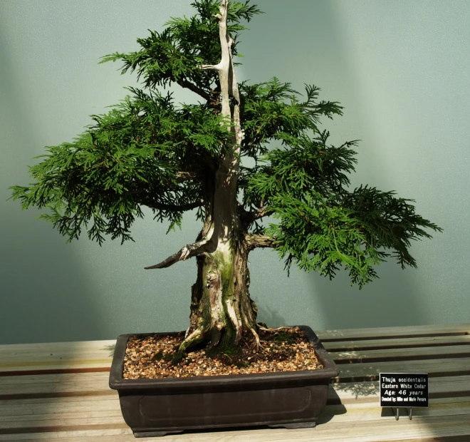 a bonsai pine tree in its pot on display