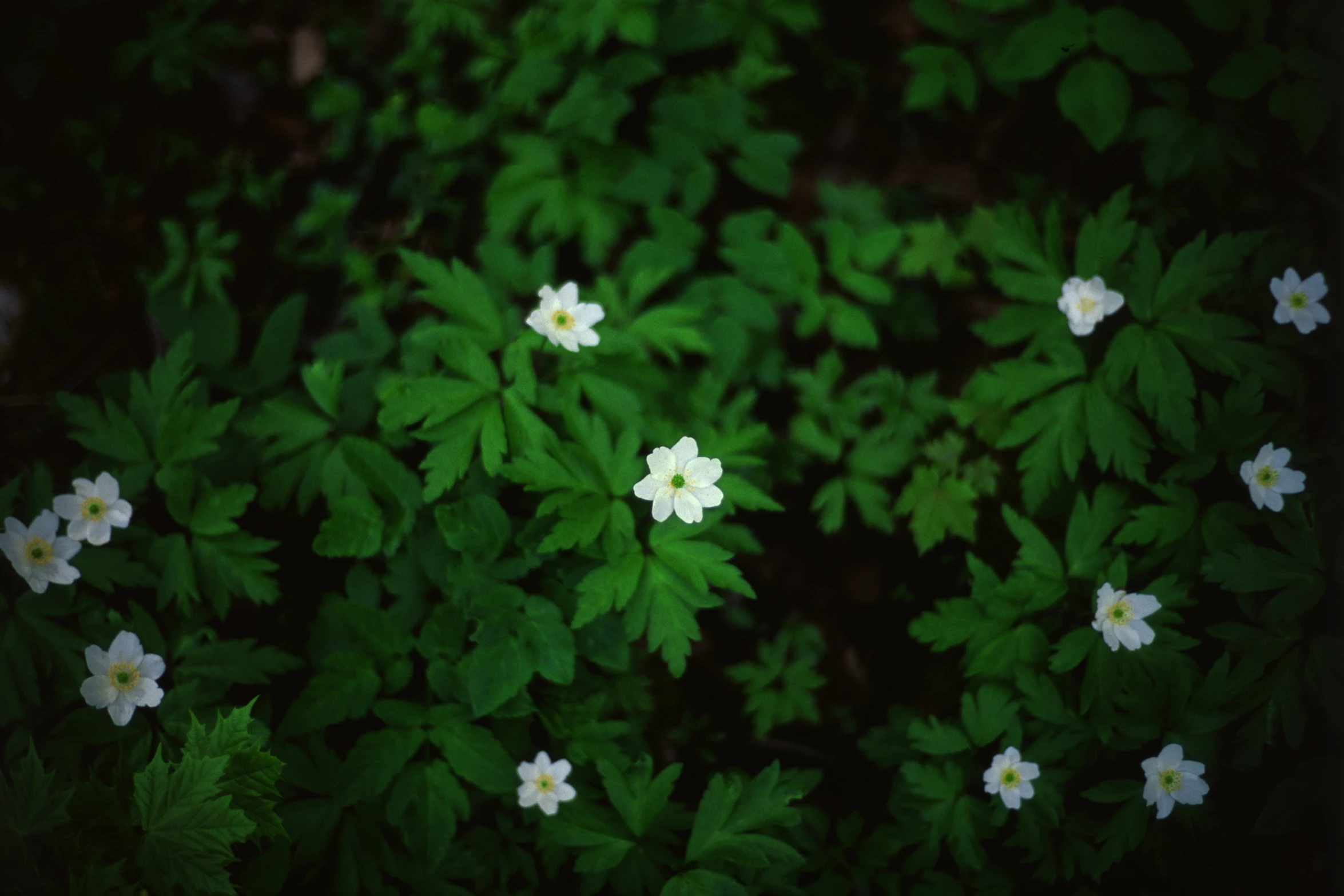 a picture of some white flowers surrounded by green leaves