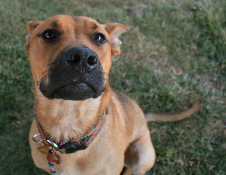 a brown dog is sitting on some grass