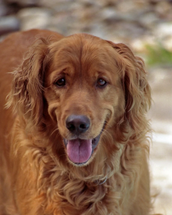 a brown dog is standing with its tongue out