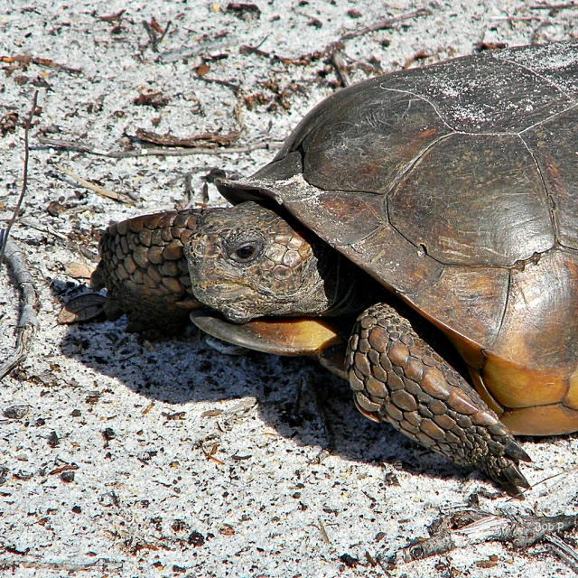 the large turtle is walking in the sand