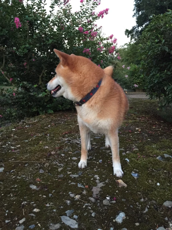 a dog is standing in the grass with his mouth open