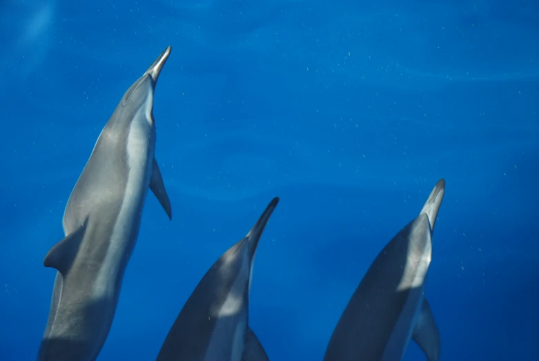 a group of dolphins swimming through the blue water
