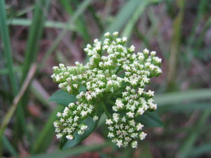 the flowers are on the ground near grass