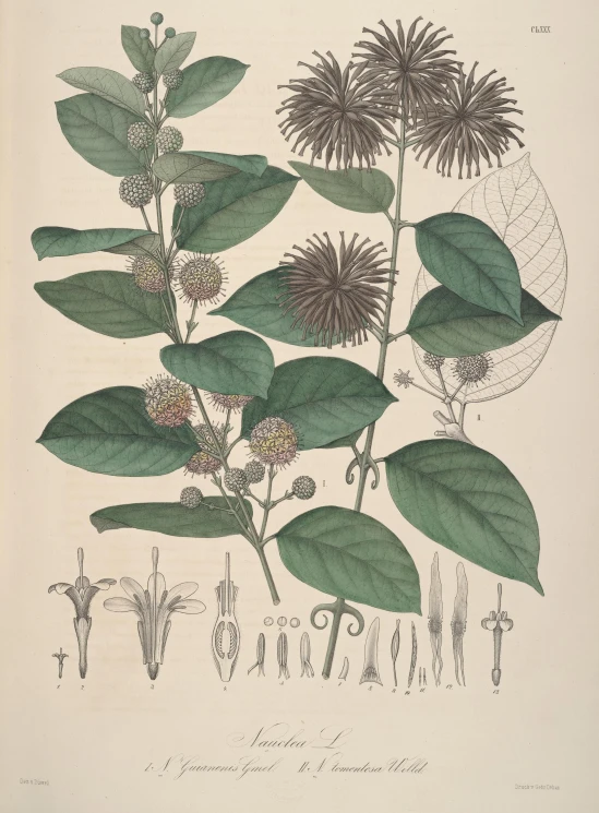 illustration showing two different types of leaves and stems with their names printed on the leaves