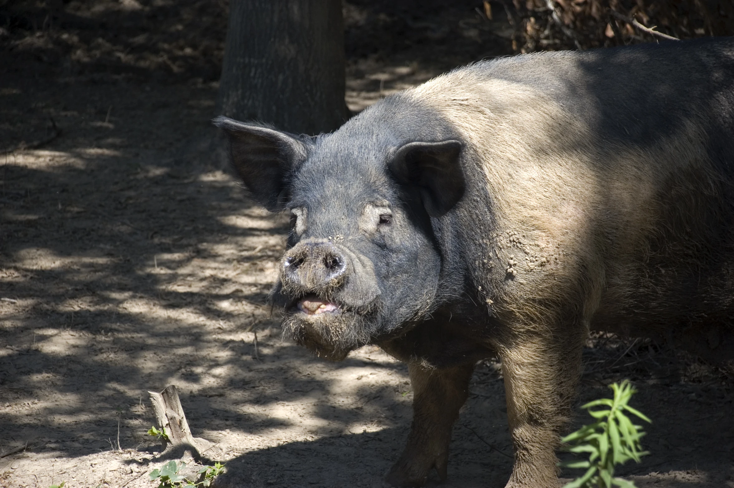 an up - close view of a wild pig in a clearing