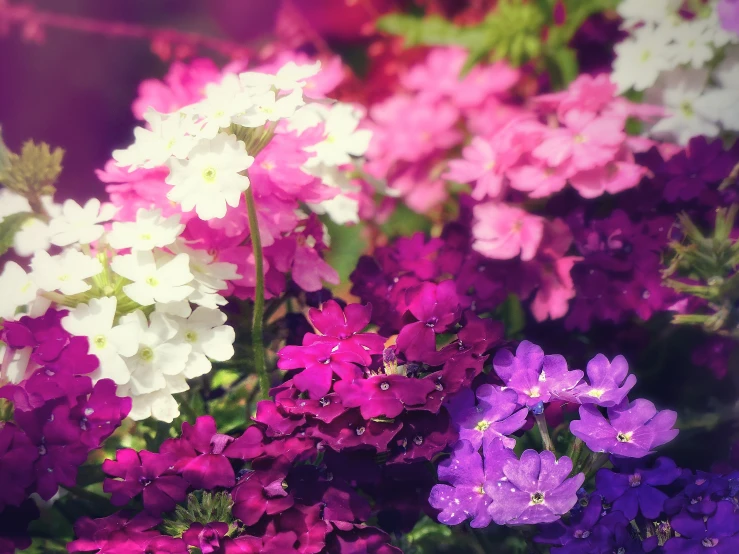 a close - up po of some purple and white flowers