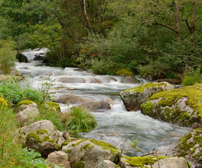 a stream that runs through some rocks next to a tree