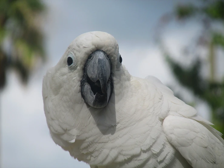 a close up po of a parrot's head