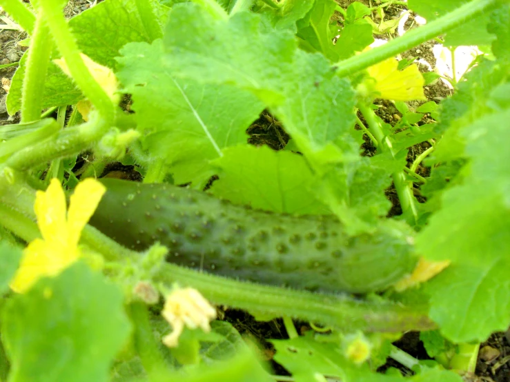 a cucumber on the plant in a garden