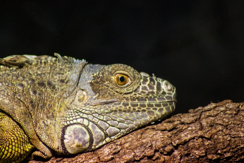 the lizard sits on the nch in front of his picture