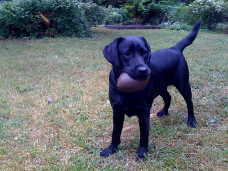 a black lab is holding an orange ball in it's mouth