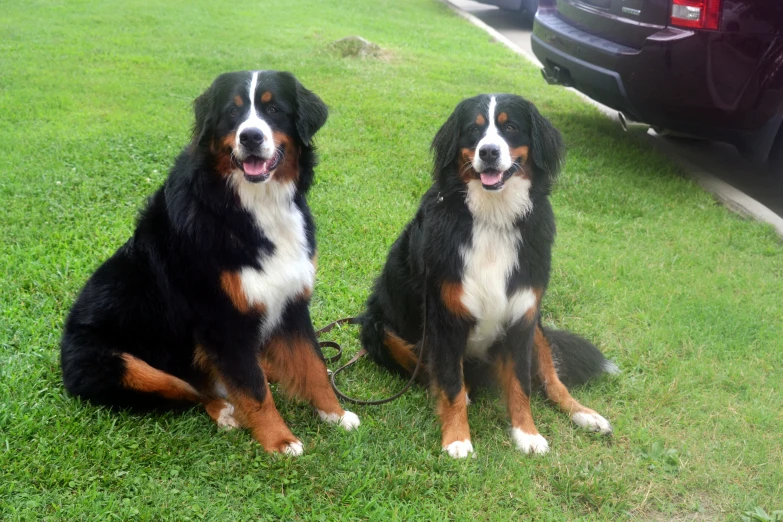 two dogs sitting in the grass next to a car