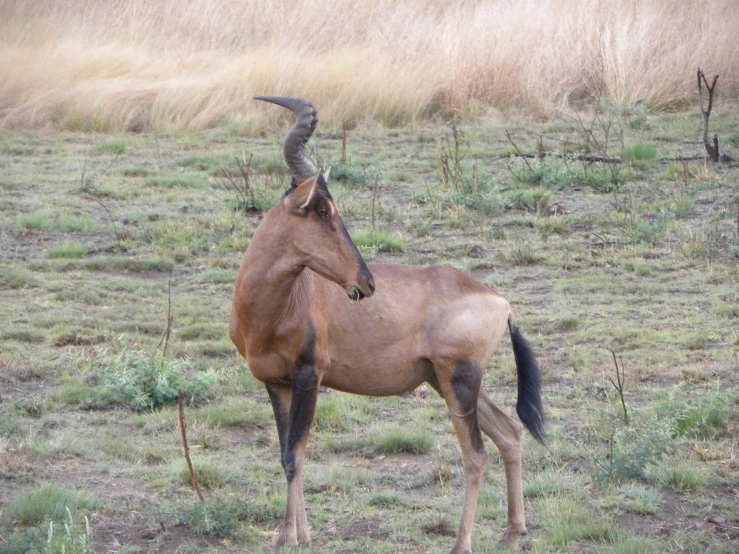 a very strange looking horse that is out in the wild