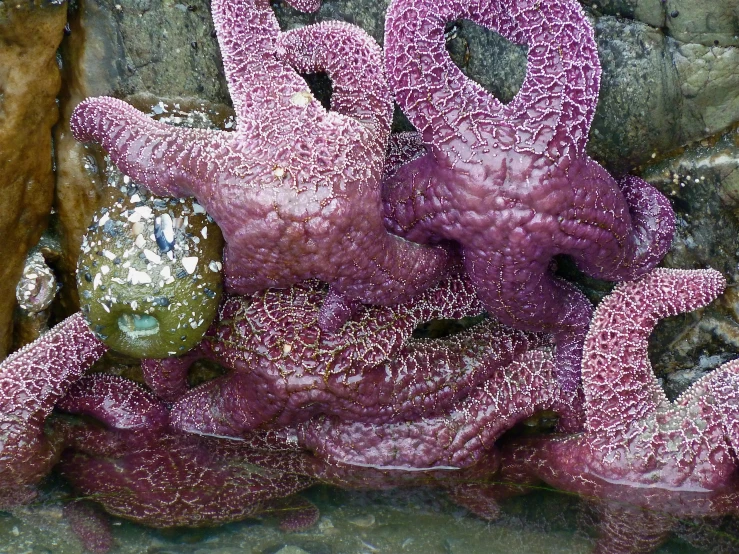 close up of a purple colored object in the water