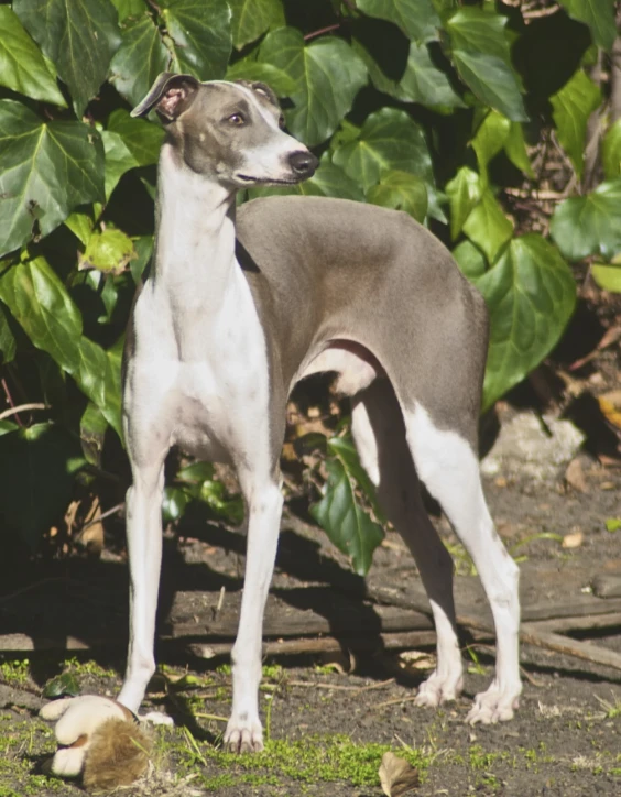 this is an image of a dog in the grass