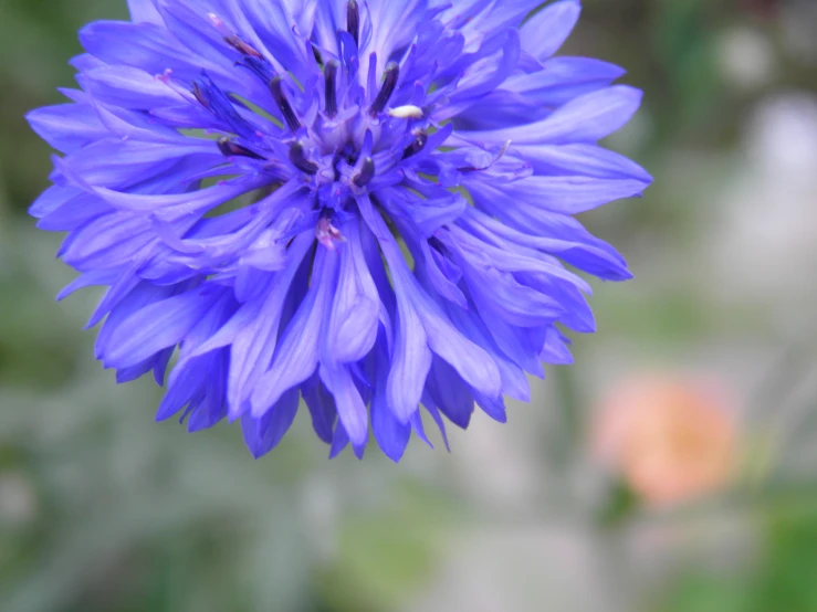 a purple flower sitting in the middle of a field