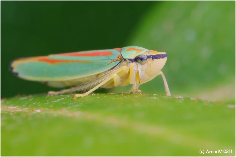 an image of a bug with a bug on it