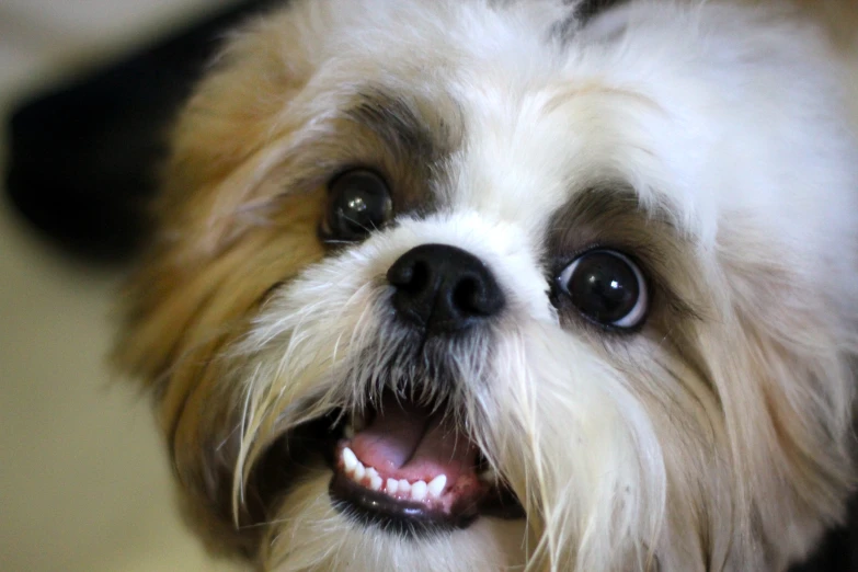 a smiling white dog with his face tilted down