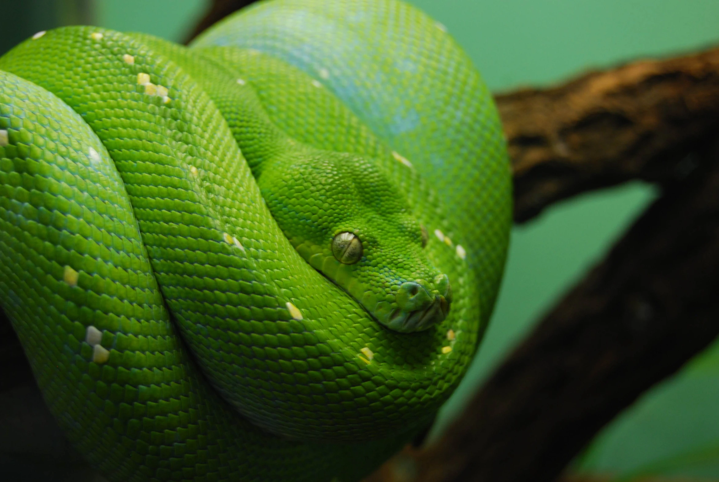 a green snake curled up to its face