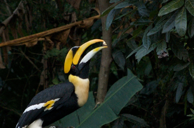 a close up image of a very large bird with long yellow beaks