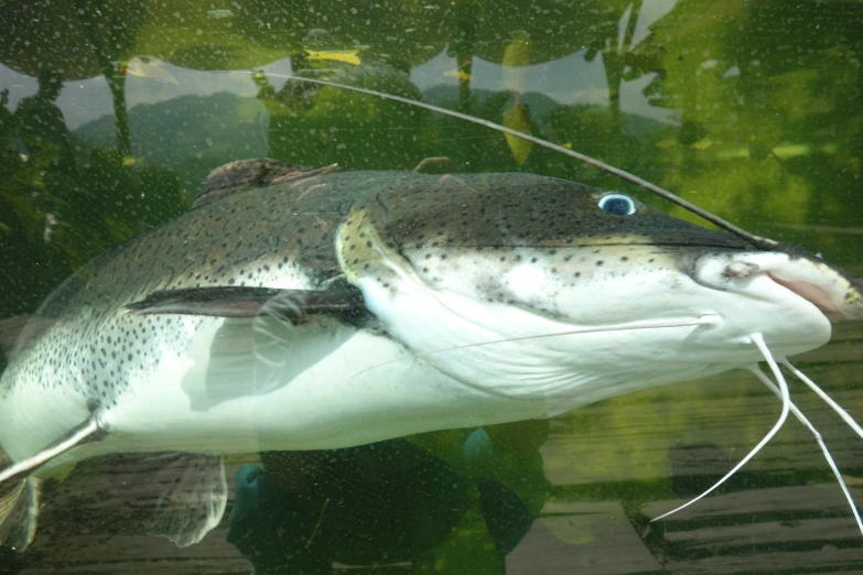 a fish that is floating in some water