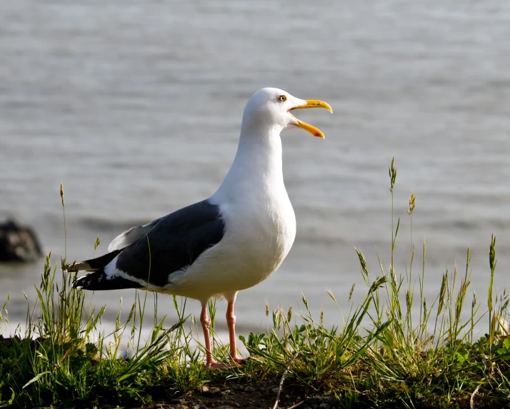 a seagull sitting in the grass near a body of water