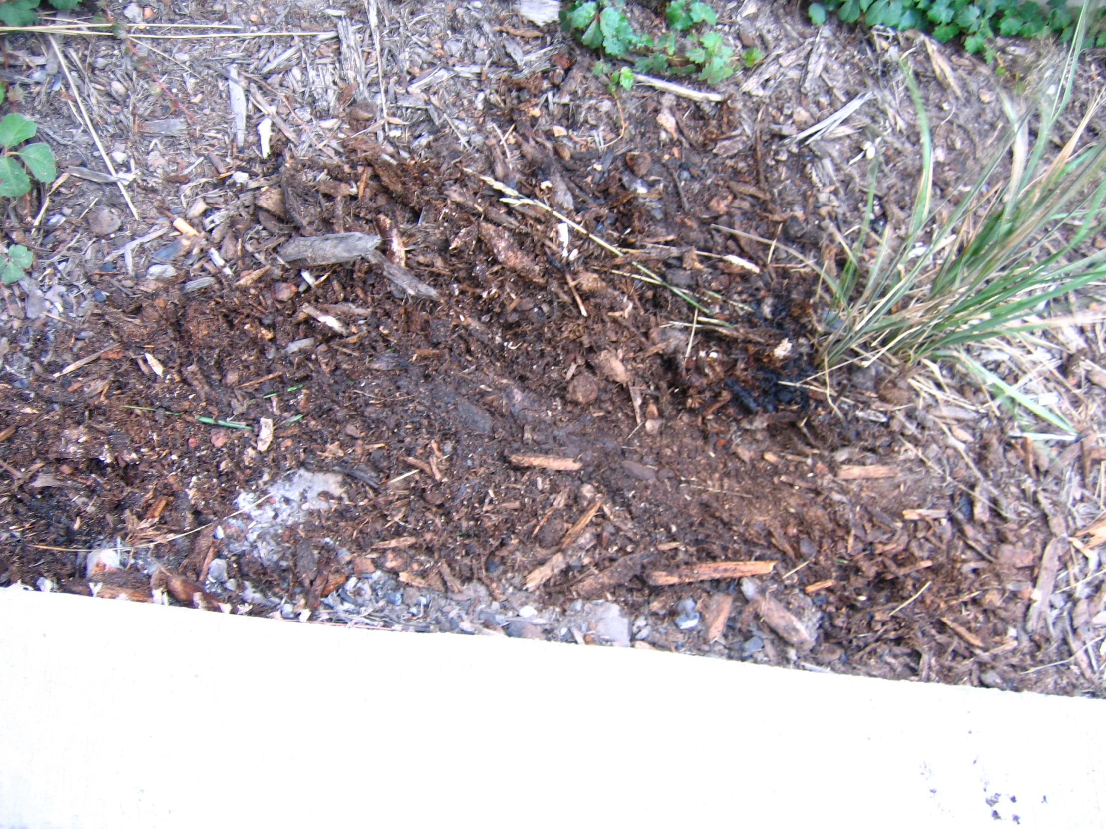 dirt on the ground with a small shrub growing out of it