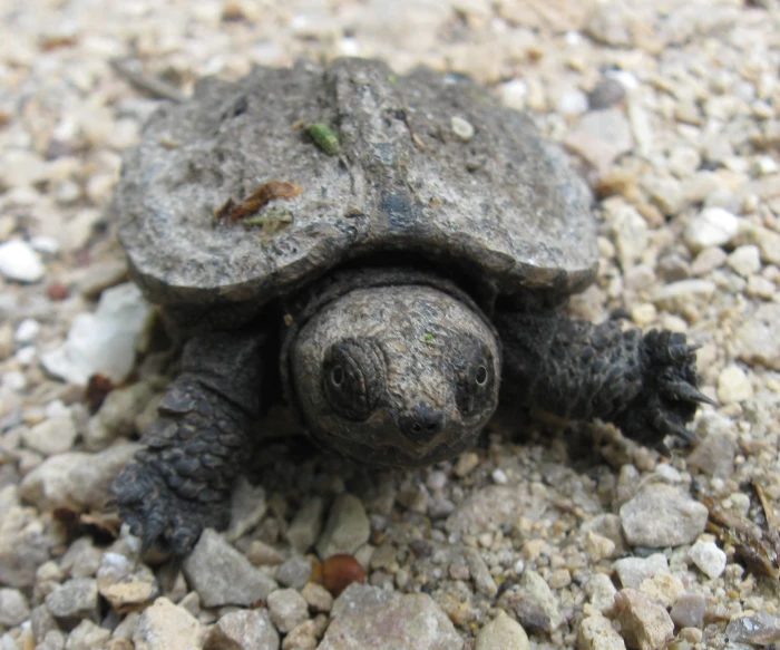 a close up of a small turtle crawling on rocks