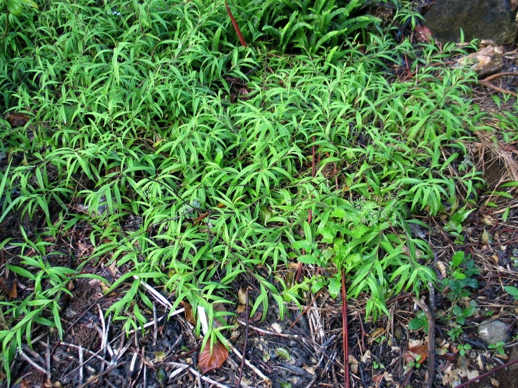 a couple of plants that are growing in some dirt