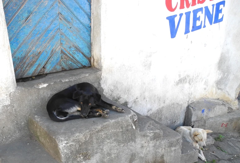a dog laying down next to a blue door