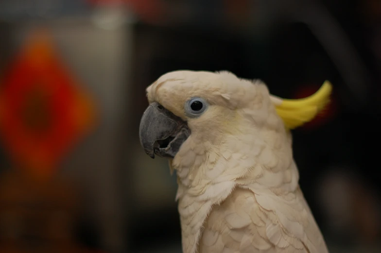 a close - up of a very cute looking bird