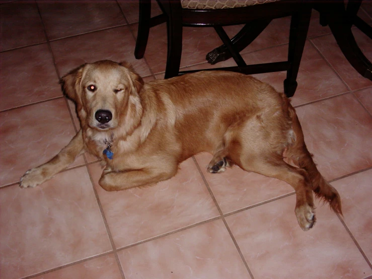 a brown dog laying on the ground with its mouth open