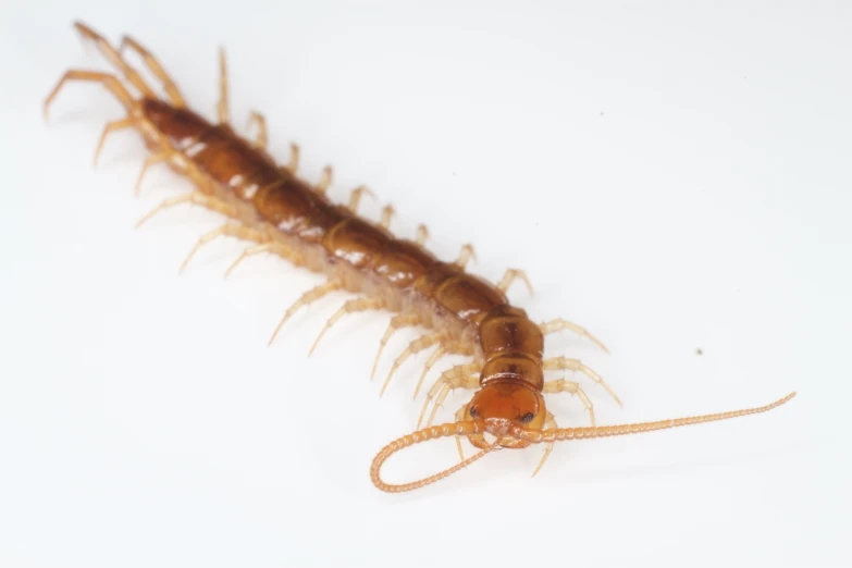 the large insect is laying on the white surface